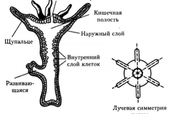 Кракен меф